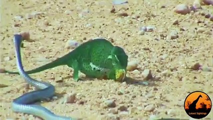 Boomslang Snake vs Chameleon - Latest Wildlife Sightings