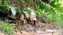 Boys Found Python Stalks Turtle Nest - Turtle Attack Snake - Python Vs Turtle