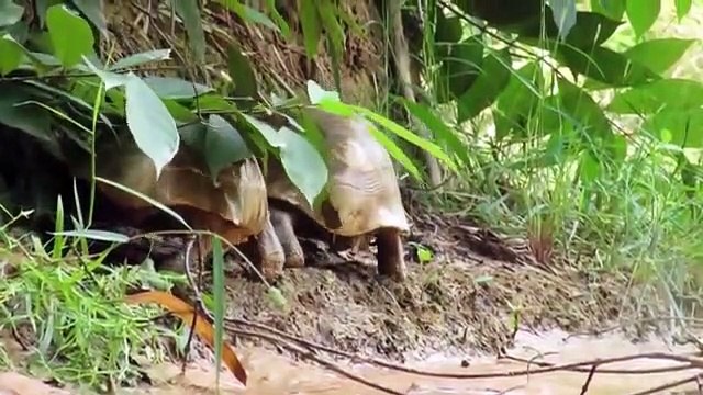 Boys Found Python Stalks Turtle Nest - Turtle Attack Snake - Python Vs Turtle