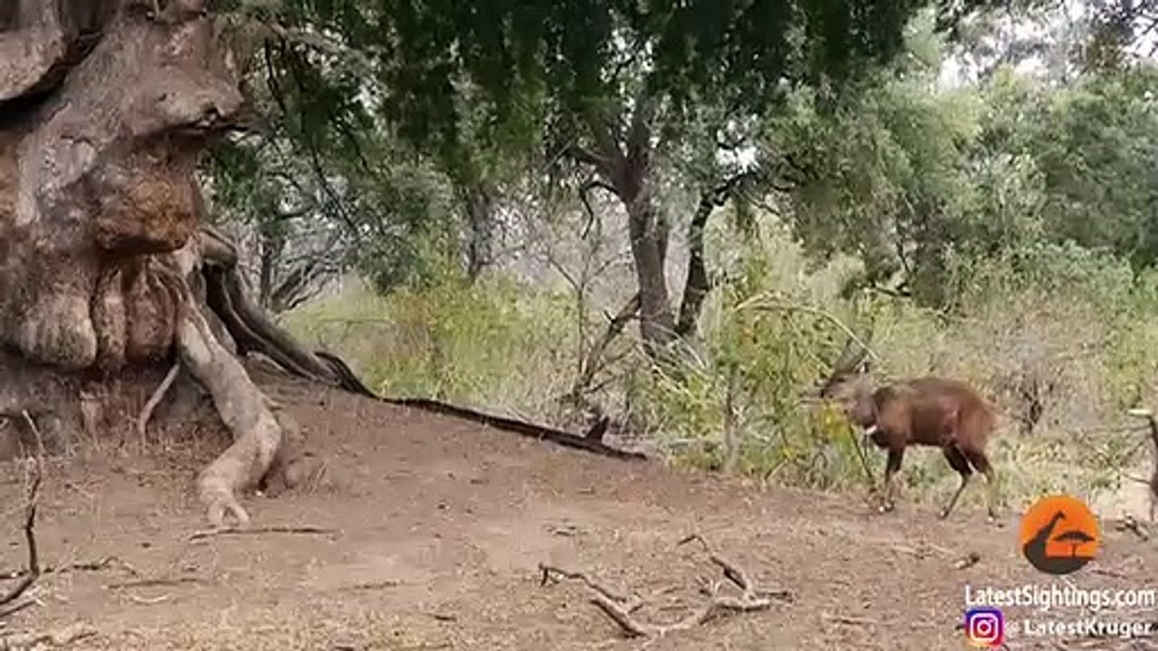 Buck Doesn't See The Python Stalking It