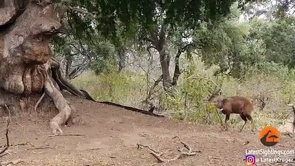 Buck Doesn't See The Python Stalking It