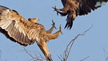 Đại bàng đầu nâu - Loài chim săn mồi dũng mãnh phương Đông