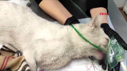 Rusya'da dişleri sökülen kedi tedavi altına alındı