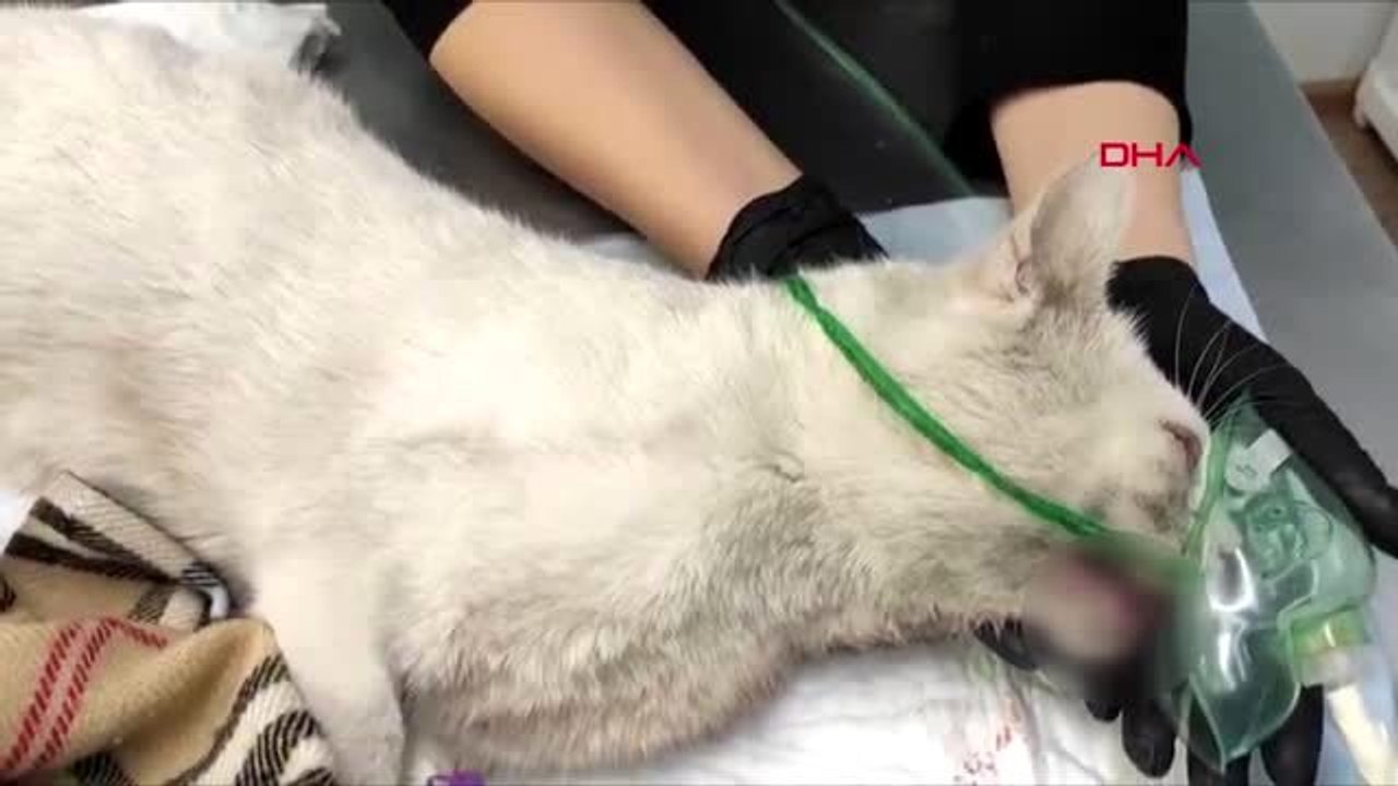 Rusya'da dişleri sökülen kedi tedavi altına alındı