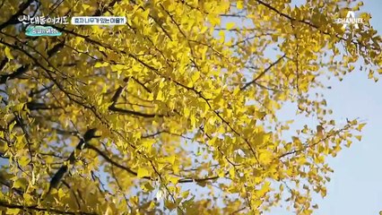 건강의 비결! 영양 만점 은행 밥상 大공개