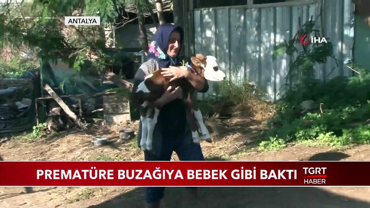 Prematüre Buzağıya Bebek Gibi Baktı