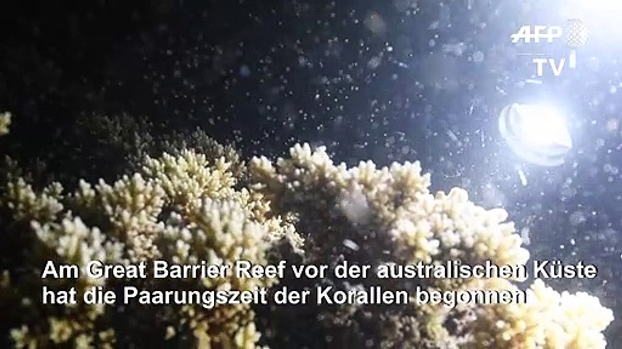 Hier pflanzen sich Korallen fort
