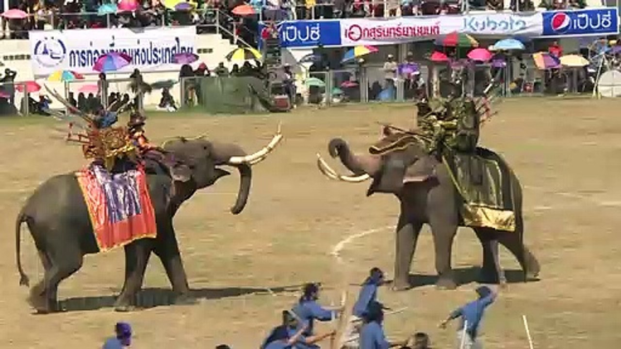 Elefanten in Thailand stellen Schlacht nach