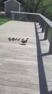 Les canetons apprennent à voler-drôle