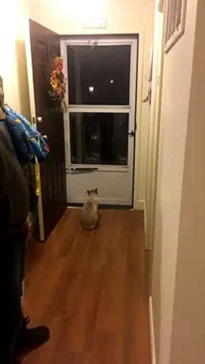 Racoon Brings Friends for a Feed