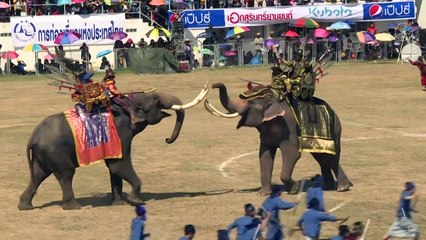 A hundred Thai elephants take part in battle reenactment