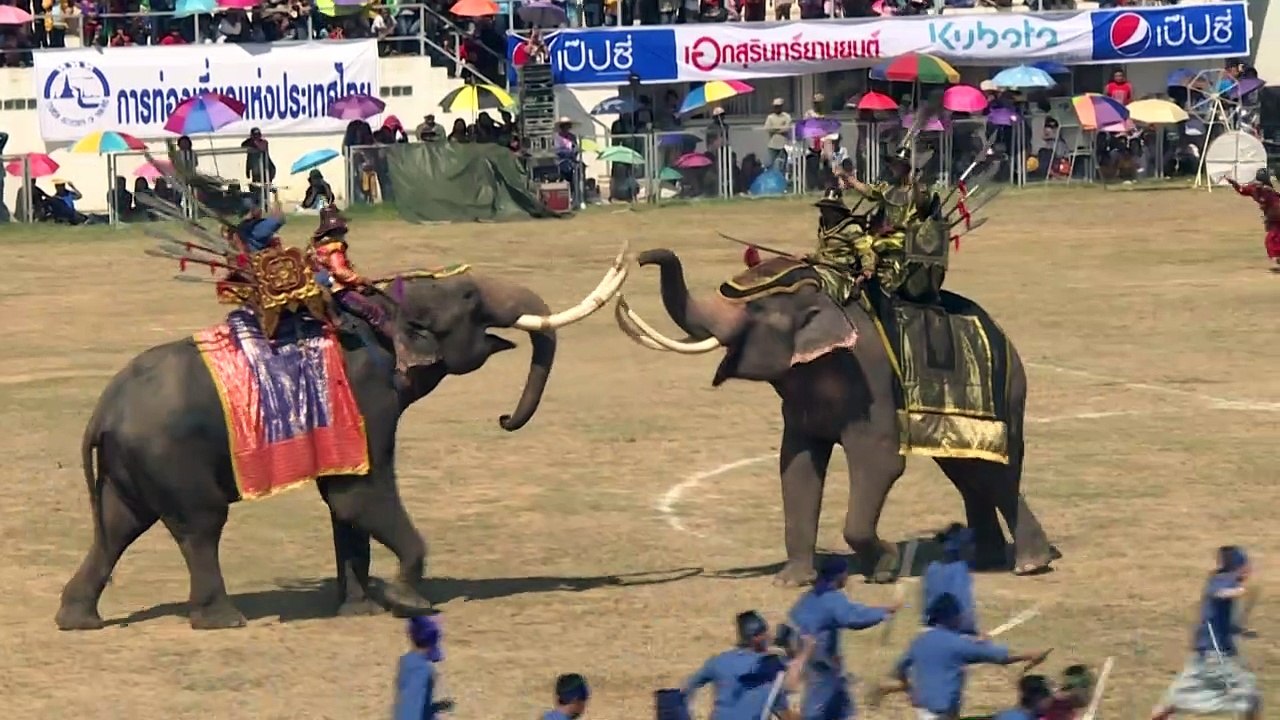 A hundred Thai elephants take part in battle reenactment