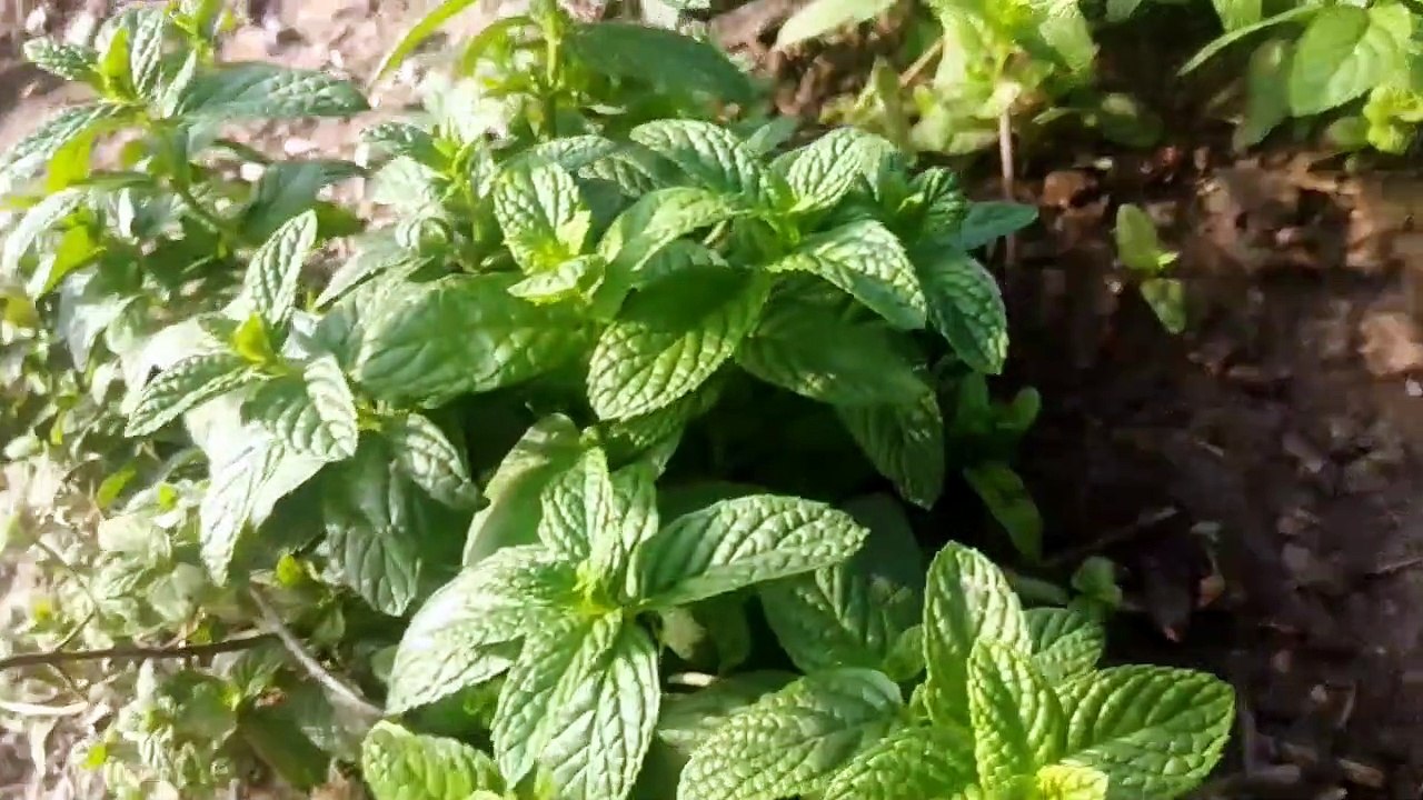 Yarpuz yalpiz yabani nane narpuz Filiskin yarpuz otunun faydaları çayının yararları nelerdir