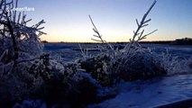 Mother Nature creates stunning ice sculptures from plants at Niagara Falls