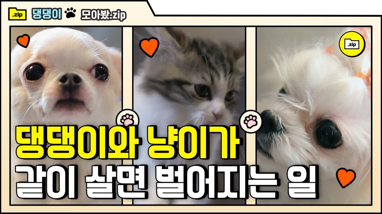 [#모아봤zip] 냥아치 VS 개리콥터 내가 등이 터진다 터져 | #대화가필요한개냥 | #Diggle
