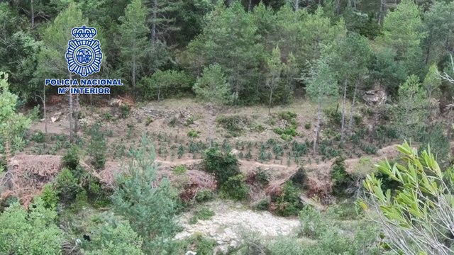 La Policía Nacional desmantela la mayor plantación de marihuana