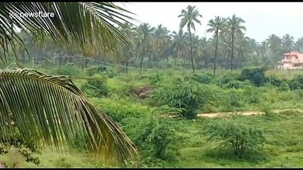 Herd of elephants have a lucky escape from an exploding transformer