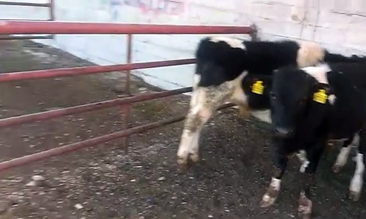 buzaği dana damızlık alacalı buzağilar danalar sesleri videosu inek yavruları mo dıyen buzağilar