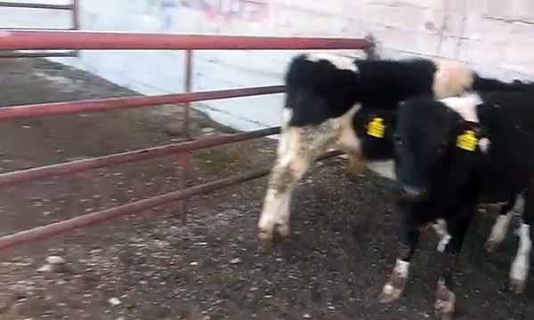 buzaği dana damızlık alacalı buzağilar danalar sesleri videosu inek yavruları mo dıyen buzağilar