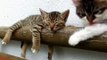 This sleepy kitten won't wake up for anybody | Cuteness overloaded | Cute kittens videos 2019