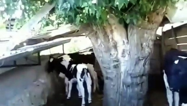 İnek buzağı sesleri inek yavrularınin imoooo diyerek bogurmesi sesleri videoları