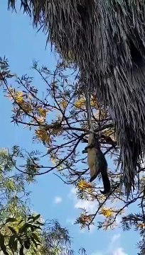 Un serpent trop gourmand n'arrive pas à remonter sa proie