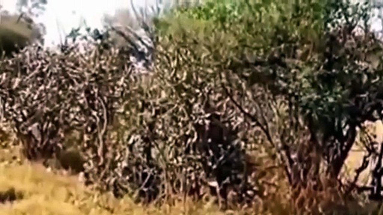 İnanılmaz hayvan kavgaları nefes kesiyor