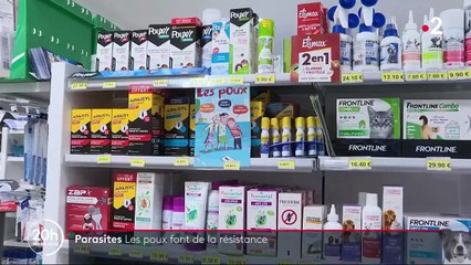 Santé : un laboratoire à Tours élève les poux