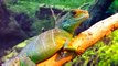 Colorful Water Dragon                    - gondia. maharashtra ( 360 X 640 )