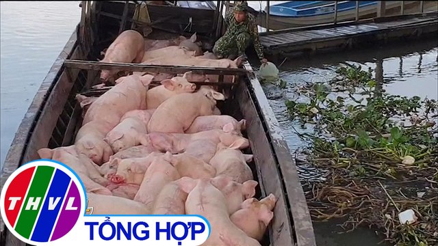 Tiêu hủy hơn 3,7 tấn heo nhập lậu từ Campuchia vào Việt Nam