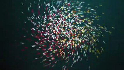 Aavedhana Independent Movie Trailer __ 2019 Latest Telugu Movies __ New Telugu M