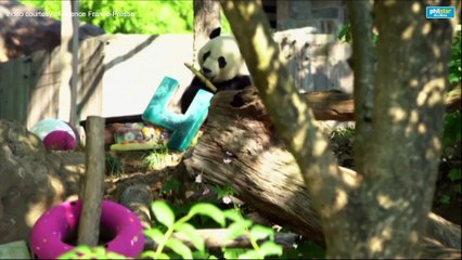 WEB Washington zoo says bye bye to Bei Bei