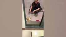 Pet Dog Has Cute Guilty Face After Making A Mess