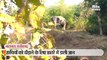 करीब पहुंचकर वीडियो बनाते लोगों को हाथी ने दौड़ाया, भागकर बचाई जान
