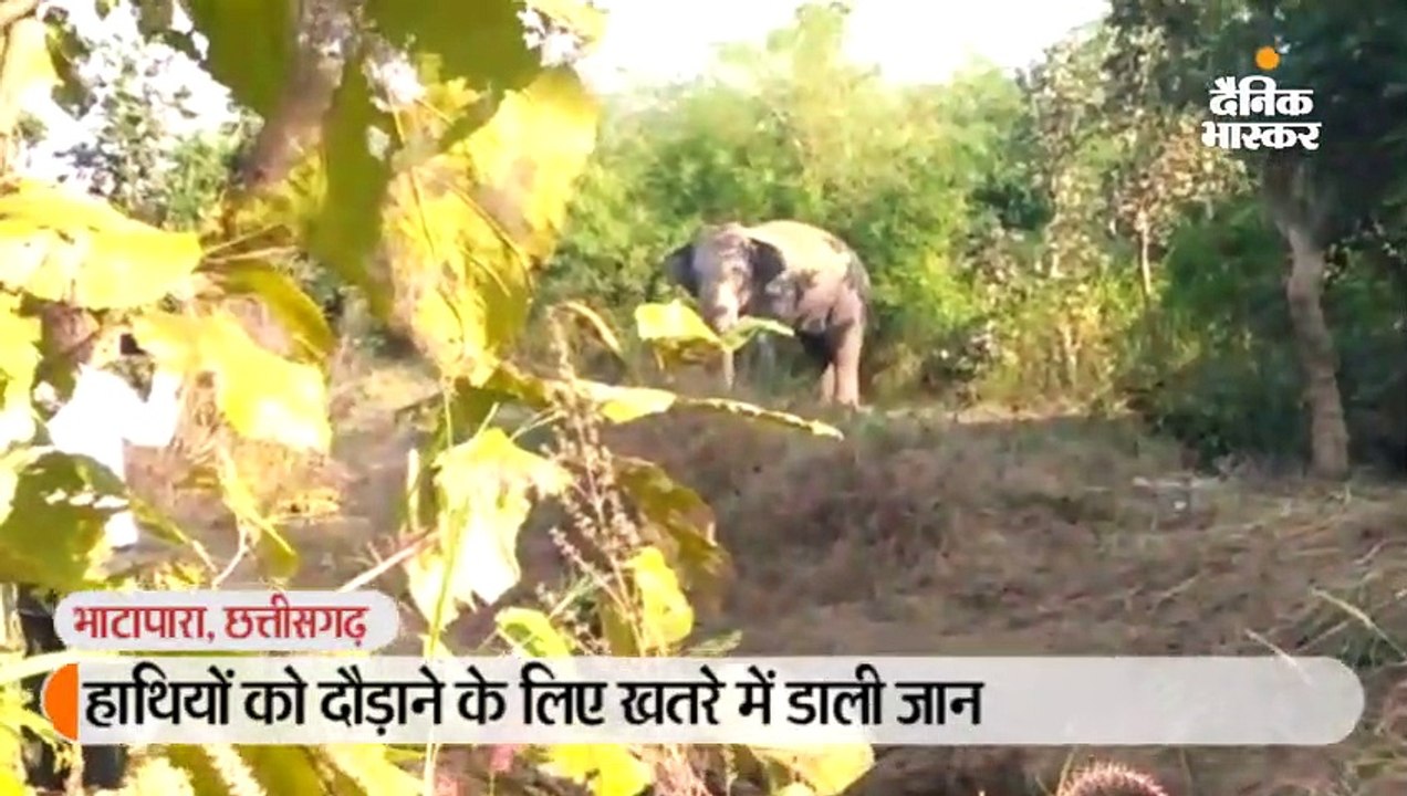 करीब पहुंचकर वीडियो बनाते लोगों को हाथी ने दौड़ाया, भागकर बचाई जान