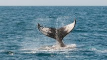 Vídeo viral: Esta gigantesca ballena azul sorprende a un grupo de surfistas