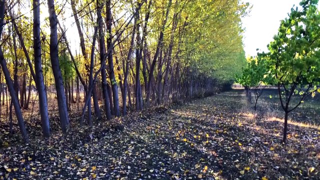 Ağrı Dağı eteklerindeki İrem Bağları'nda sonbahar güzelliği - IĞDIR