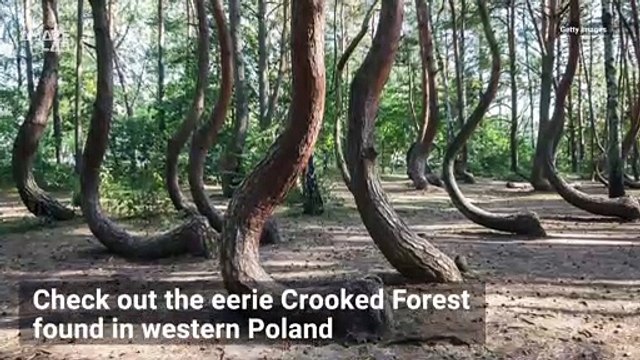 What Made All These Trees in Poland Crooked?