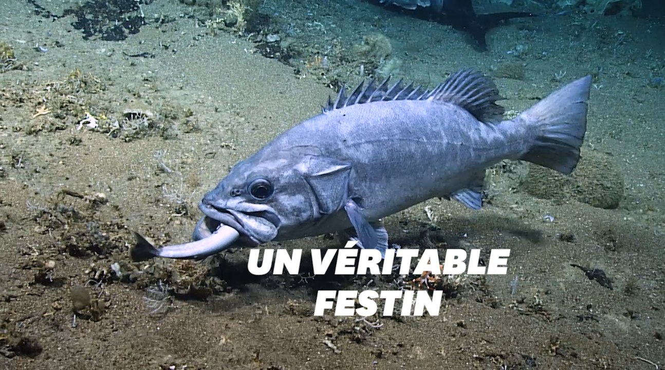 Ce que vous voyez dans la gueule de ce poisson est un requin
