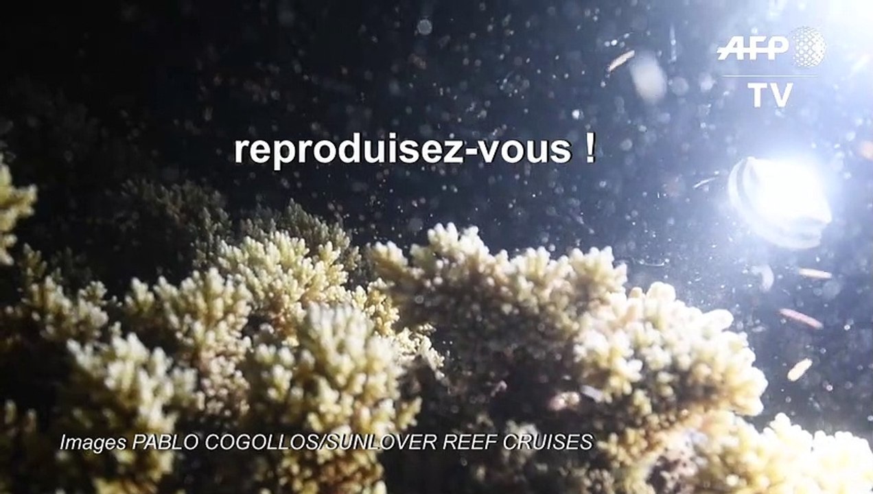 La période de reproduction de la grande barrière de corail a commencé