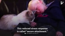 Study Suggests That Cats Can Be More Attached to Their Owners Than Dogs