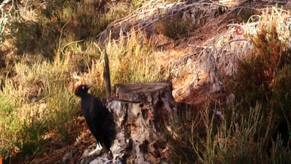 Doğada ender görülen Kara Ağaçkakan Tekirdağ’da görüntülendi