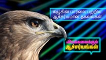 கழுகின் பார்வை பற்றிய ஆச்சர்யமான தகவல்கள்..!