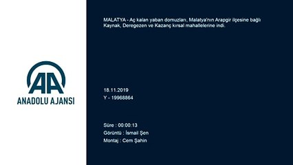 Aç kalan yaban domuzları kırsal mahallelere indi - MALATYA
