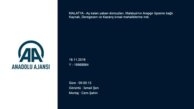 Aç kalan yaban domuzları kırsal mahallelere indi - MALATYA
