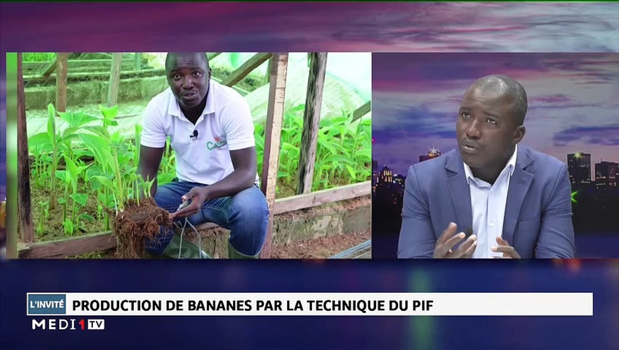 Narcisse Aman - Production de bananes par la technique du PIF - 18/11/2019