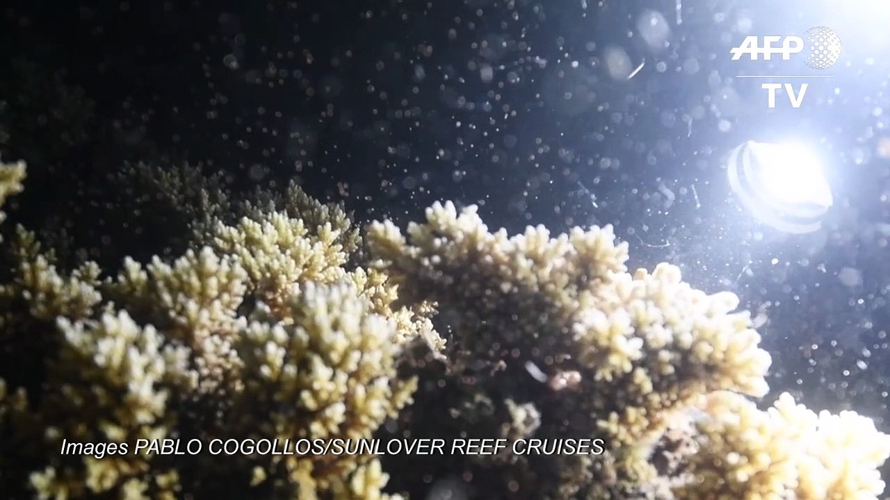 La période de reproduction de la grande barrière de corail a commencé