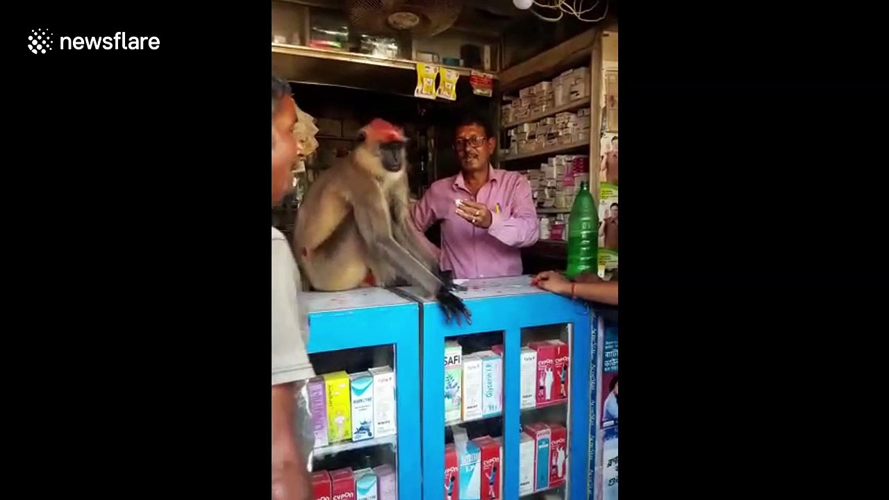 Injured monkey comes into medicine store in east India for first aid from sympathetic shopkeeper