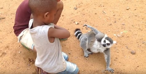 ചിരിപടര്‍ത്തുന്ന ലെമൂറിന്റെ ദൃശ്യങ്ങള്‍