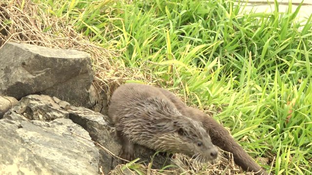 [대구] 멸종위기 수달 한 쌍 금호강 안심습지에 방사 / YTN
